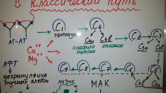 Система комплемента и пути ее активации(просто о сложном!!!) смотреть онлайн