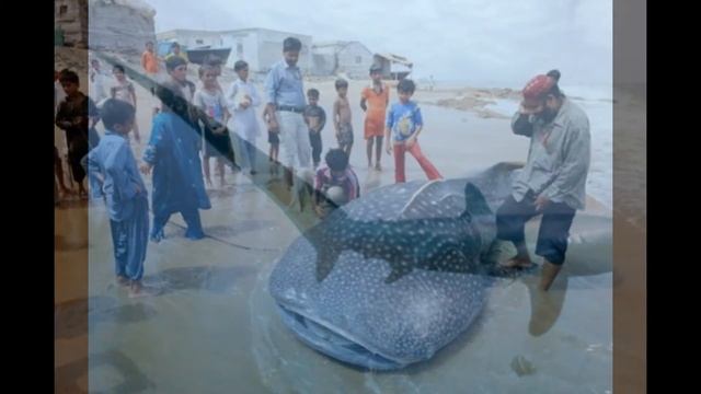 5 видов акул 1 часть смотреть онлайн