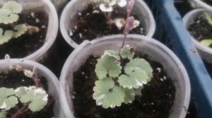 Будра плющевидная вариегатная. Уход, размножение.