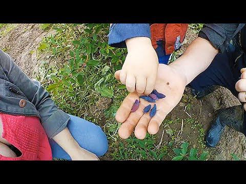 Обзор посадок, часть 2 // Первые ягоды, жимолость // Продолжаем посадки смотреть онлайн