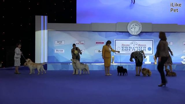 Best in show Лучшая пара 18 марта на Евразии 17 ilikepet смотреть онлайн