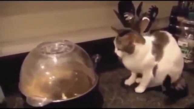 Пугливые котики ))))) смотреть онлайн