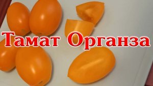 Томат Органза 30/01