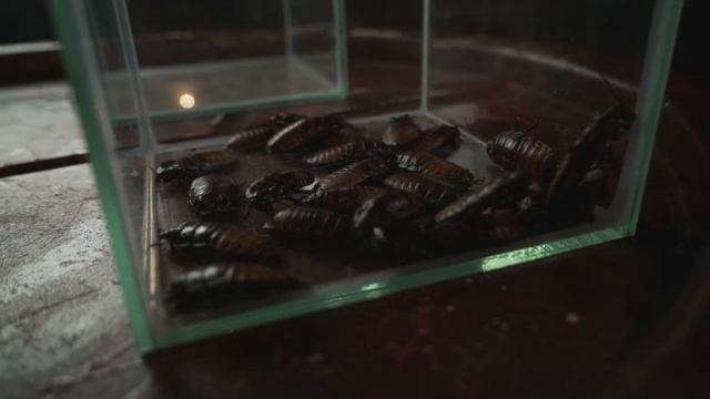 ХЭЛЛОУИН ЧЕЛЛЕНДЖ | БИТВА ЗА 100.000 РУБЛЕЙ смотреть онлайн