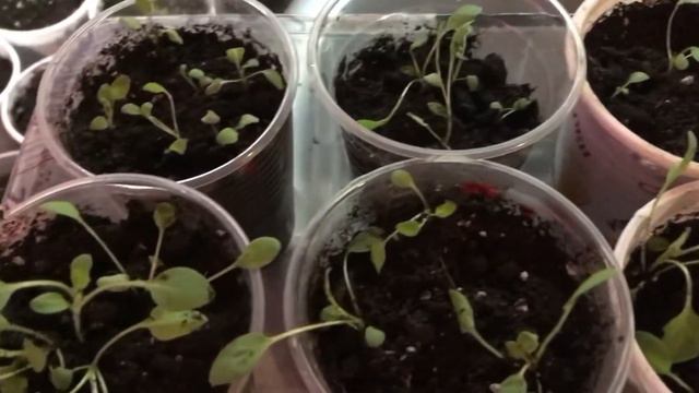 Пикировка растений 🌱первая в этом сезоне 2022 смотреть онлайн