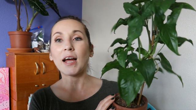 𝐏𝐥𝐚𝐧𝐭𝐬 𝐈'𝐦 𝐀 𝐒𝐔𝐂𝐊𝐄𝐑 𝐅𝐨𝐫! смотреть онлайн