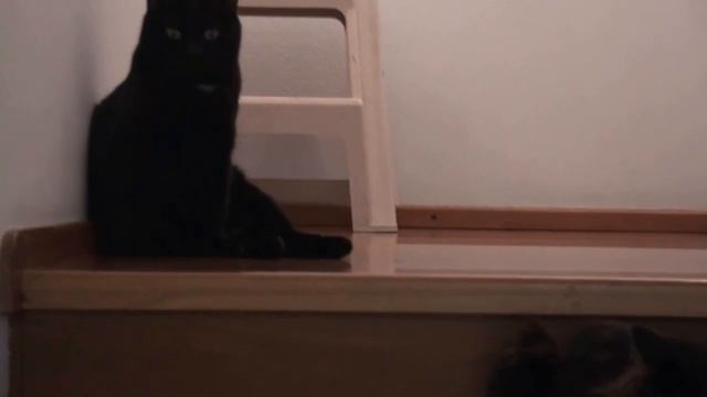 Рыжий котенок - 1 смотреть онлайн