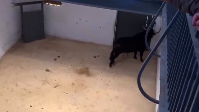 Apartado Plaza de Toros Las Ventas Madrid смотреть онлайн