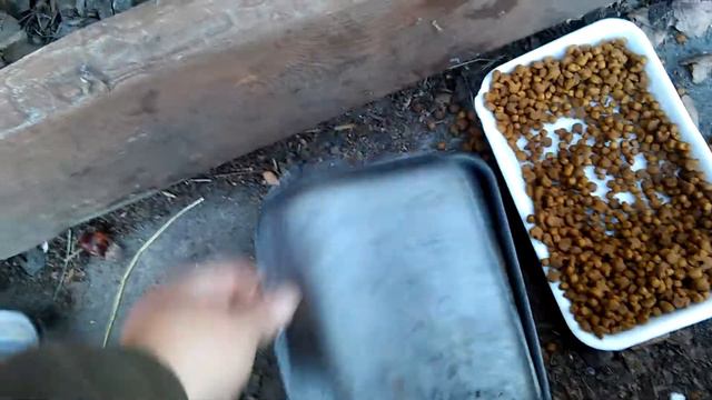 Повезло воронам и голубям смотреть онлайн