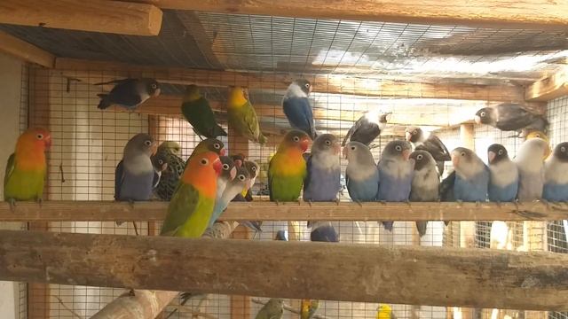 parrot lovebird // неразлучники // маска.фишер // смотреть онлайн