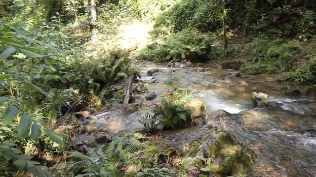 Georgia: Mtirala national park / Грузия: Национальный парк мтирала смотреть онлайн