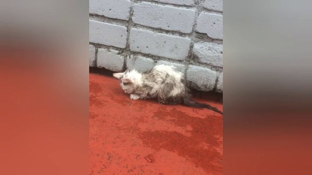 Многие жалели его, а помог лишь один. смотреть онлайн