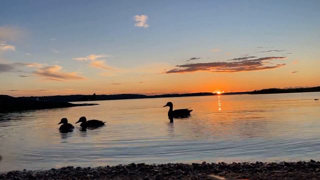 Россия, Ленинградская область, город Выборг - утки