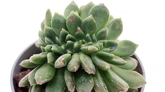 Echeveria 'Fantasia Clair' f crestata смотреть онлайн
