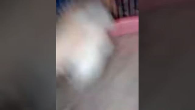 Почему так долго небыло видео? Подсаживаю хомяков! смотреть онлайн