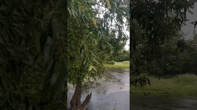 Его ВеЛичество, Дождь.