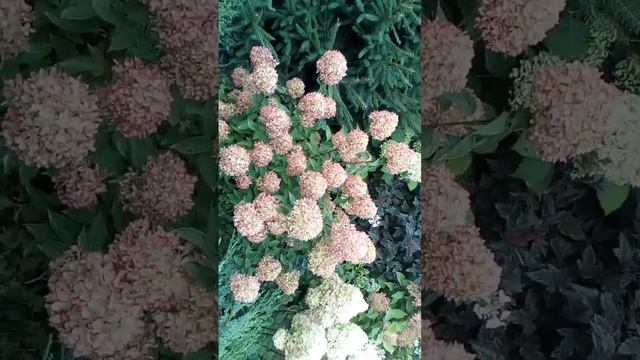 Гортензия Литл Лайм.2022 г.5 сентября. смотреть онлайн