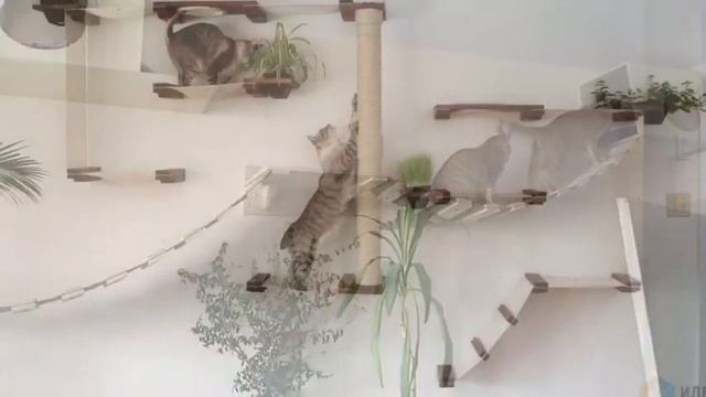 Комплекс для кошки смотреть онлайн