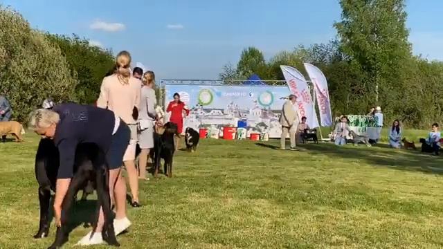 Ростов CACIB 22 мая. Вечерние бесты. часть 2. запись прямой трансляции. смотреть онлайн