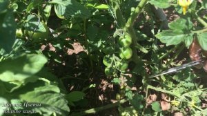 Полудетерминантные сорта помидор. Обрезать ли листья, пасынки.