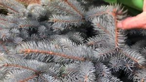 Формирование кроны голубой ели. Красивые и ухоженные хвойные растения