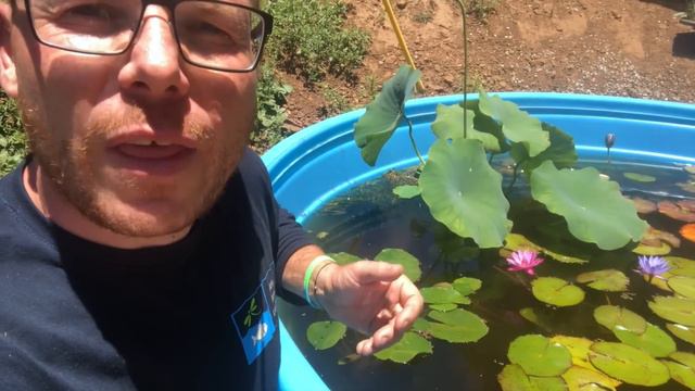 3 Main Water Lilies Types for the UK - Water Plants UK Pond смотреть онлайн