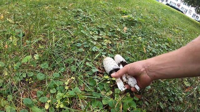 3 Shaggy Manes смотреть онлайн