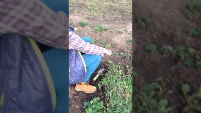 Как быстро прополоть клубнику. Часть 1 смотреть онлайн