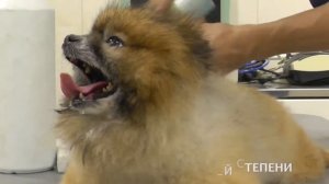 Коллапс трахеи карликовых пород собак