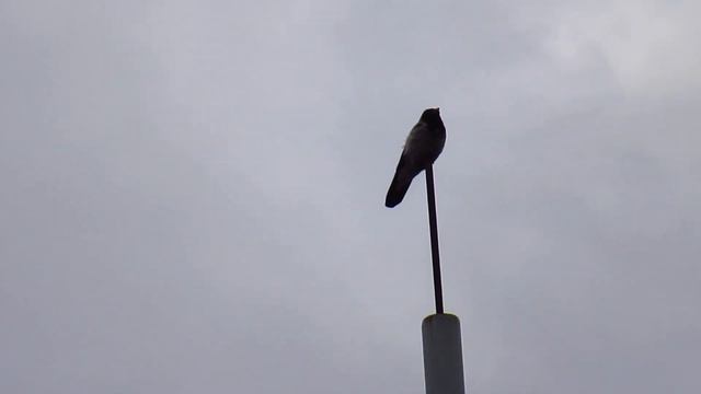 Шпиливильская ворона. // A crow on a spire. смотреть онлайн