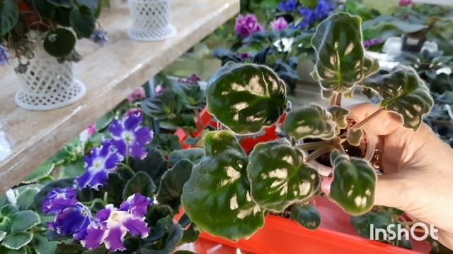 Поделюсь излишками сортовых фиалок. В основном стартёры, немного деток и молодых розеток! смотреть онлайн