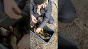 Налим в октябре на томи.