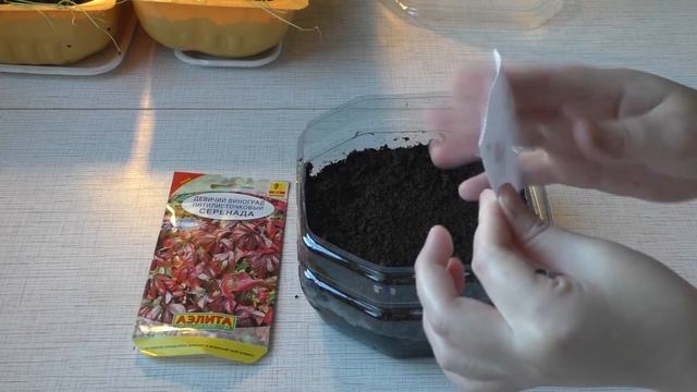 Девичий виноград "СЕРЕНАДА" (ч.1) сеем на рассаду. 15.03.2015г. смотреть онлайн