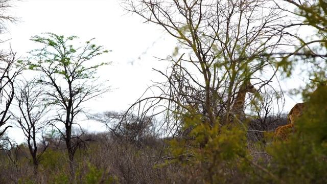 4K African Animals: Masai Mara National Park - Amazing African Wildlife Footage with Real Sounds смотреть онлайн