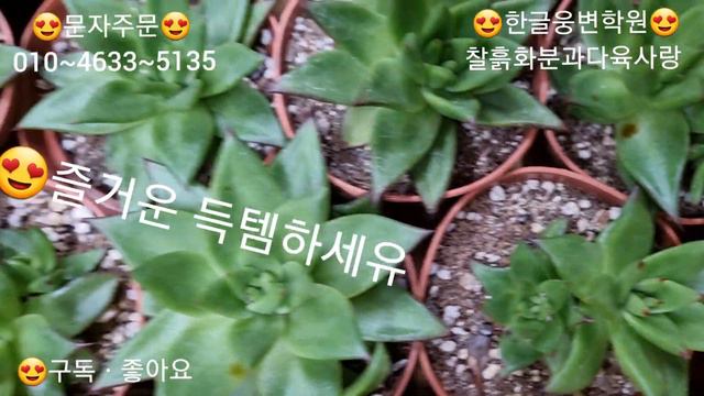 8월17화요일#국민이3개5.000원 #크리스마스금자구4.000원안보시면 후회하실겁니당 смотреть онлайн