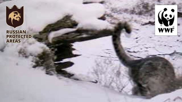 Cats of the Russian Far East смотреть онлайн