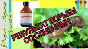 Вредители огорода - СЛИЗНИ, я их  победила НАШАТЫРНЫМ СПИРТОМ