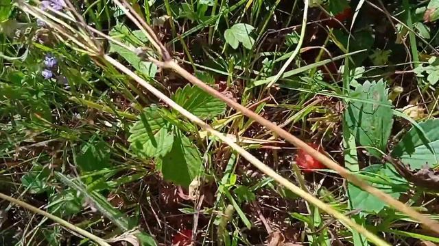 Сенокос 2021. Трактор т 25 и сегментная косилка кс . Скосил очередное поле с клубникой. смотреть онлайн