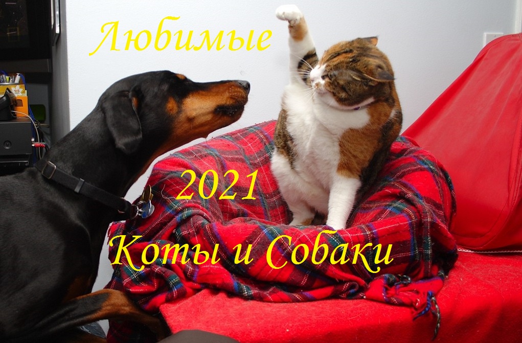 ?Новая подборка приколов? с котами и собаками 2021? (1).mp4 смотреть онлайн