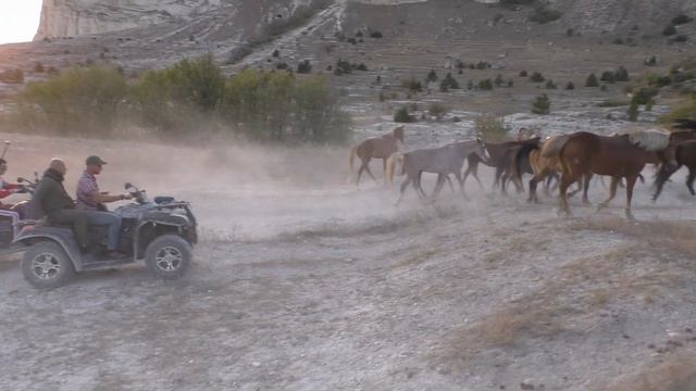 Перегон табуна лошадей. Конный клуб COWBOY Белая Скала. Herd of horses runs in the pasture смотреть онлайн
