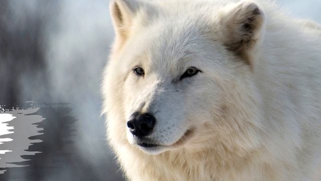 Полярный волк. Кто он? смотреть онлайн