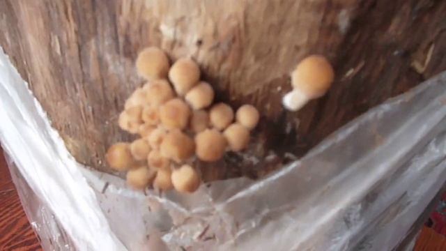 Как вырастить грибы в квартире на пеньке - осенние опята или вешенку и фламулину. смотреть онлайн