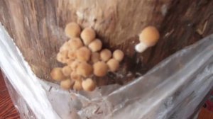 Как вырастить грибы в квартире на пеньке - осенние опята или вешенку и фламулину.