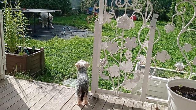 Что бы НИ ДЕЛАТЬ лишь бы ничего НЕ ДЕЛАТЬ. Купаю йорка. МИССИЯ по спасению бабочки. Наш ПИТОН!