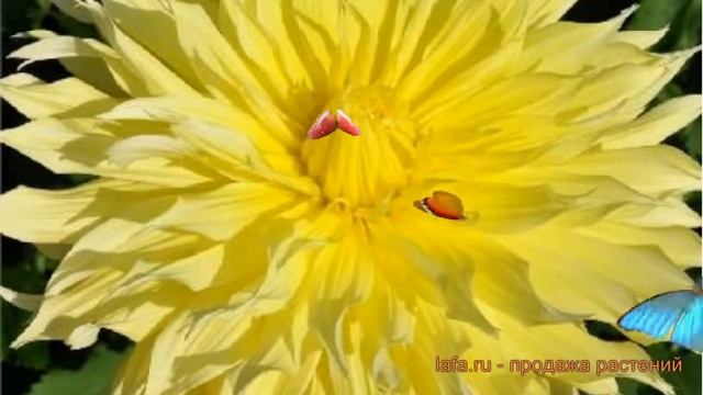 Георгина декоративная Пондероса (dahlia Ponderosa) ? обзор: как сажать, луковицы георгины Пондероса