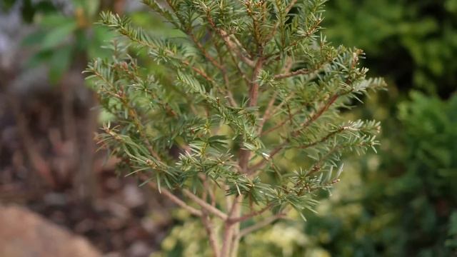 17 премудростей хвойной композиции в моем саду. Схема посадки. Названия растений. Ландшафтный дизай смотреть онлайн