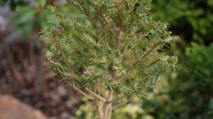 17 премудростей хвойной композиции в моем саду. Схема посадки. Названия растений. Ландшафтный дизай