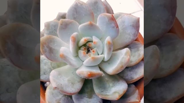 Rain or shine orange monroe смотреть онлайн