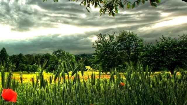 Очень красивая мелодия !! смотреть онлайн