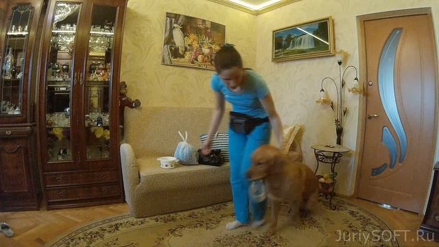 Дрессировка собаки. Команда: НЕСИ СУМКУ ! смотреть онлайн